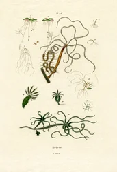 淡水ポリープ、1833-39